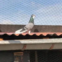 کفتر آسمان خراش (کبوتر)|پرنده|رشت, گلسار|دیوار