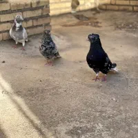 جفت کوهی دم پاک عتیقه