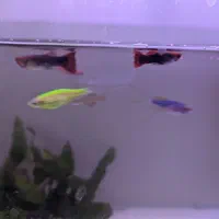 ماهی آکواریوم گوپی و زبرا