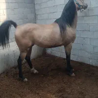 اسب قره باغ