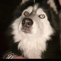 ساحلی سگ گمشده|حیوانات|سنندج, |دیوار