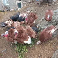 بوقلمون محلی|پرنده|سقز, |دیوار