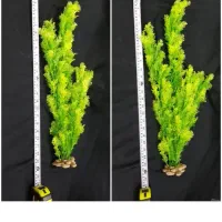 گیاه دکوری آکواریومی بلند