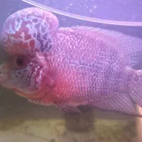 ماهی فلاور کامفا