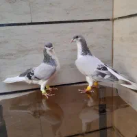 ۷ تا کبوتر جفتی اس همه باهم۵تومان مفت