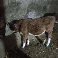 فروش دو گوساله سالم و سرحال ( فروش فقط نقدی)