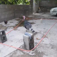 بوقلمون ماده