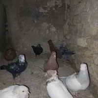 کبوتر جوانه