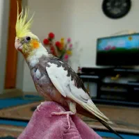 عروس هلندی نر با قفس