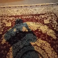 قالی 12متری زرشکی