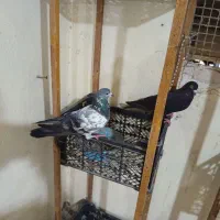 فروش جفت پاکستانی