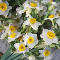 گل نرگس شهلا