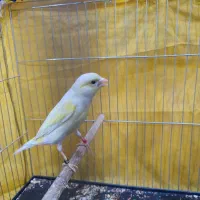 قناری نر ریزه خون با قفس