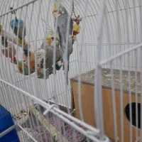 دو عدد عروس هلندی سرحال|پرنده|قرچک, ولی آباد|دیوار