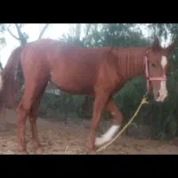 کره اسب مادیان