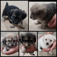 توله سگ اشپیتز