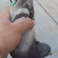کفتر|پرنده|هشتگرد, هشتگرد قدیم|دیوار