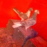 کفتر شازده سرور|پرنده|صفادشت, |دیوار