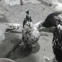 مرغ و خروس|حیوانات مزرعه|نوشین شهر, |دیوار