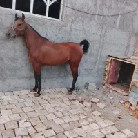 مادیان آبستن7ماه