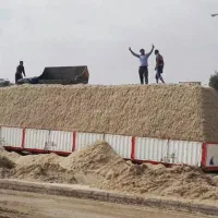 فروش کاه نیشکر و باگاس دامی خوزستان