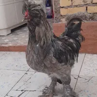 خروس...|حیوانات مزرعه|بندر ماهشهر, |دیوار