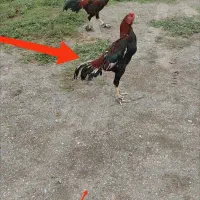 خروس لاری و مرغ لاری