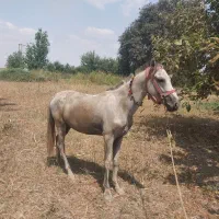 اسب ترکمن اصیل