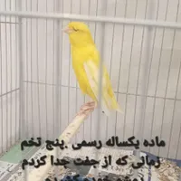قناری .کشیده .همه باهم.مقطوع|پرنده|فیروزکوه, |دیوار