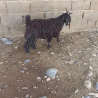 یک عدد بیگ نر