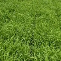 برنج هاشمی درجه یک|خوردنی و آشامیدنی|صومعه‌سرا, |دیوار