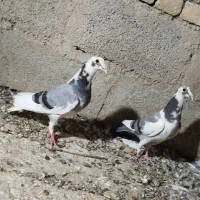 کبوتر جوجه مسافتی|پرنده|سیب و سوران, |دیوار