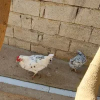 خروس گلین|حیوانات مزرعه|سرپل ذهاب, |دیوار