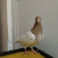 یک جفت کبوتر باشلی نروماده|پرنده|تبریز, |دیوار