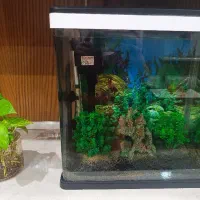 اکواریوم شرکتی درحدنو