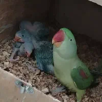 جوجه شاه طوطی