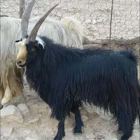 بز جوان|حیوانات مزرعه|شوشتر, |دیوار