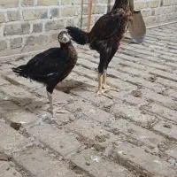 فروش جوجه لاری