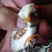 فنج اورنج سه عدد نر یک عدد ماده