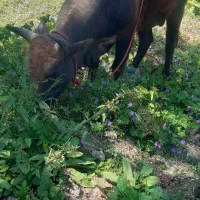 ورزا  به شرط دست پاه بلند ج هر دو چم طلا