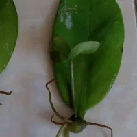 برگ های ریشه وغده دارزامیفیلیا