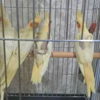 فروش عروس هلندی لوتنیو دو کت و یه کت|پرنده|اندیشه, اندیشه فاز ۱|دیوار