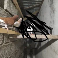 کبوتر غریب رفته جوجه سرخ