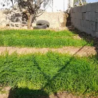 تیم پیاز|گل و گیاه طبیعی|چاروسا, |دیوار