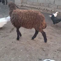 نر بره پرواری|حیوانات مزرعه|گرگان, |دیوار