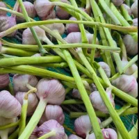 سیر کوهی