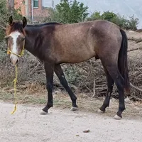 کره اسب نژاد ترکمن