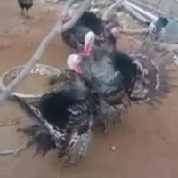 بوقلمون بومی