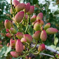 باغات پسته شمارا اجاره می کنیم
