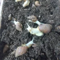 حلزون|خزنده|یاسوج, |دیوار